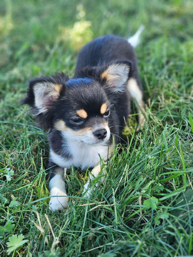 chiot Chihuahua Des Jardins De Goyave