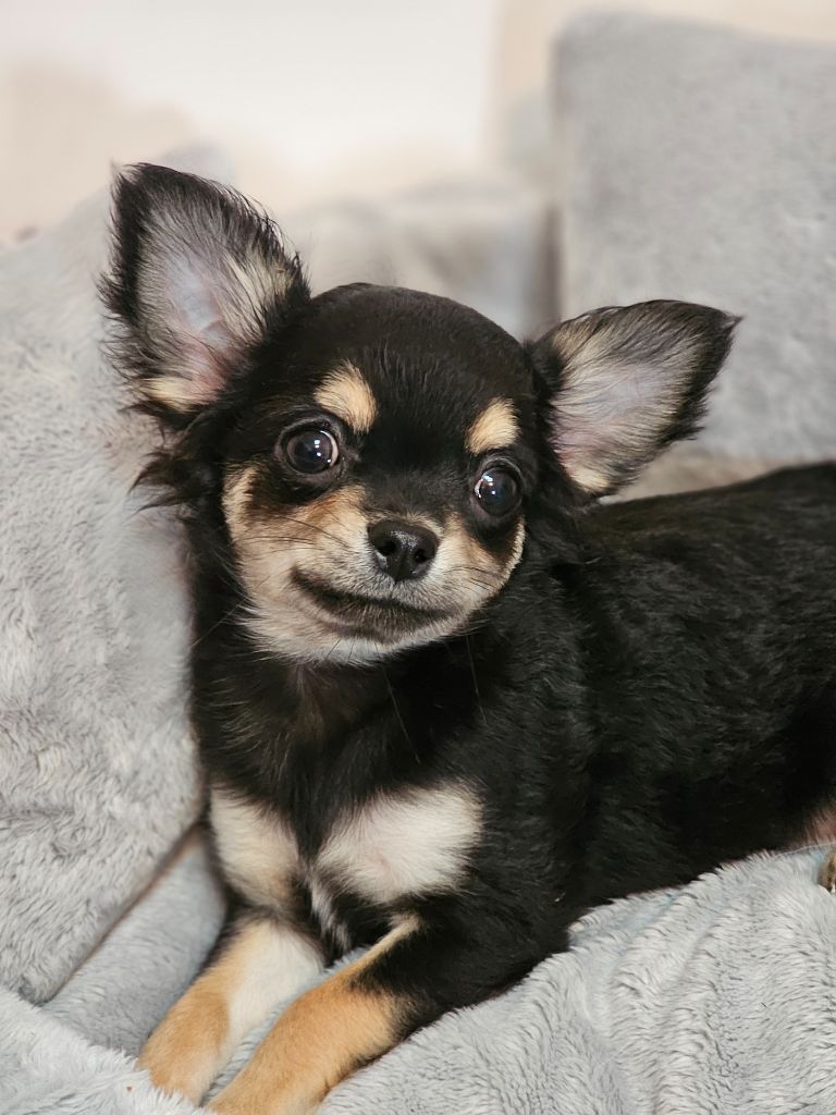 Des Jardins De Goyave - Chiot disponible  - Chihuahua