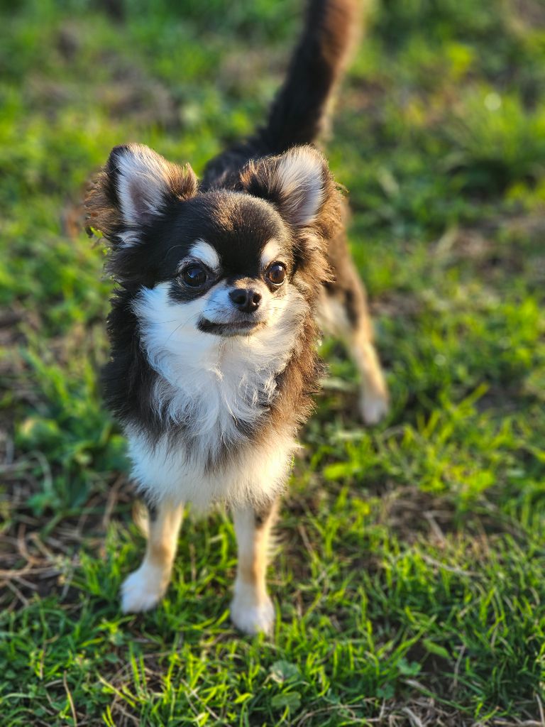 Des Jardins De Goyave - Chiot disponible  - Chihuahua